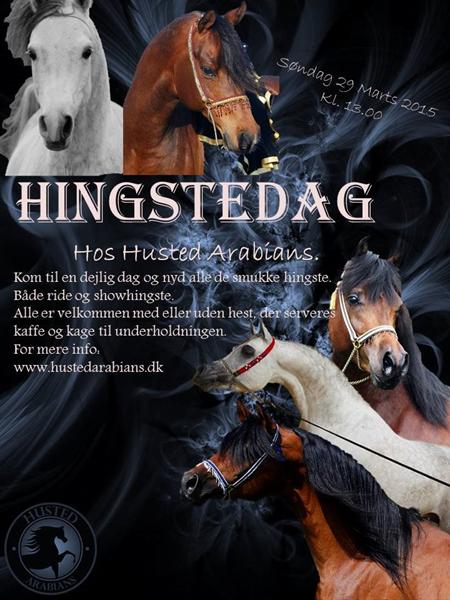 Hingstedag hos Husted Arabians.