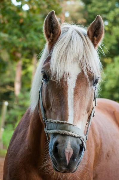 "farlig" hest - til fare for mennesker, dyr