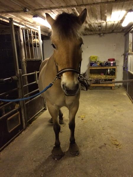 Klipning af hest NU ?!