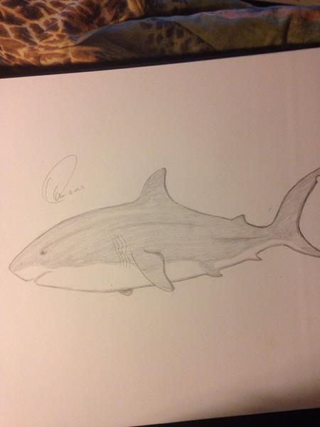 Haj tegning ris og ros :)