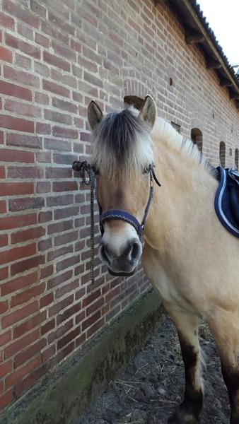 Fjordhest stævne spørgsmål 