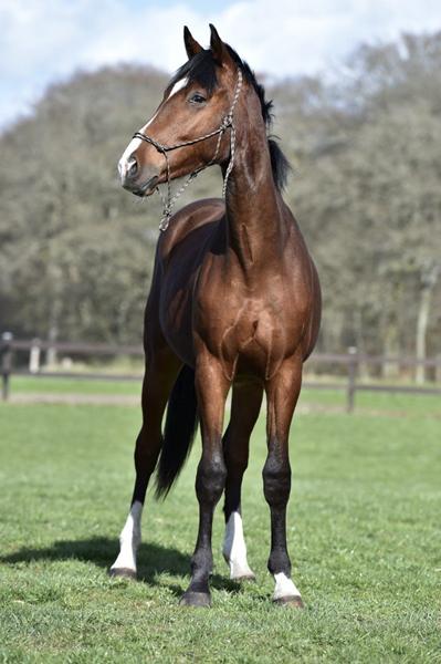 Lidt ris / ros af billeder