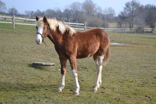 Hvad er han værd/hvad ville du give?