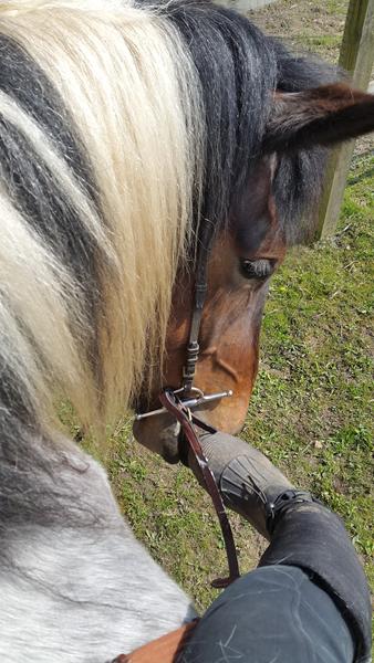 Købe hest sammen med mulige parter?