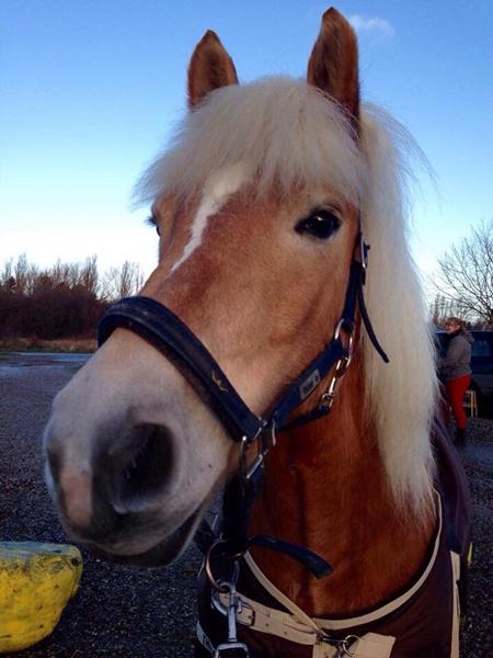 VIL FINDE HENDE DER HAVDE WIBELL SOM LILLE