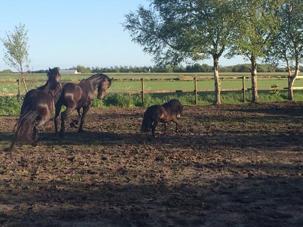 Mini shetter hingst - bytte eller børnepony?