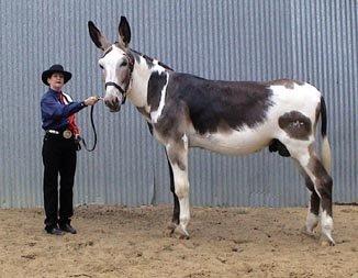 Æsel racer i DK????