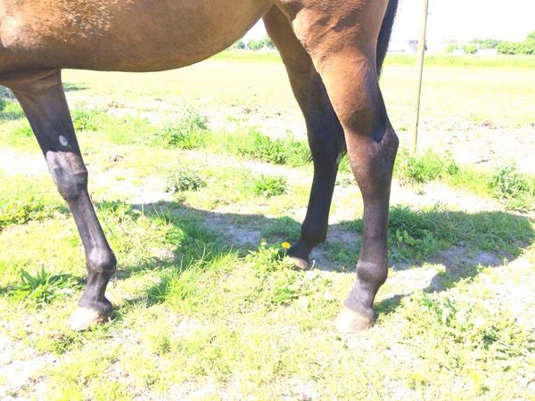 HJÆLP! Unghest har hævede bagben?
