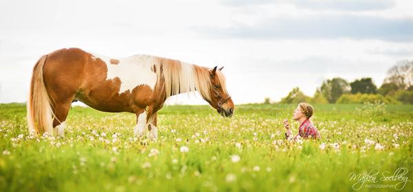 Opstaldning/Løsdrift på Amager - gerne westernsted