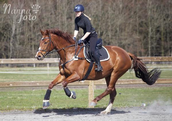 Springhingst til hidsig hoppe