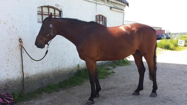 Fleksibel sadel til markeret hest..?