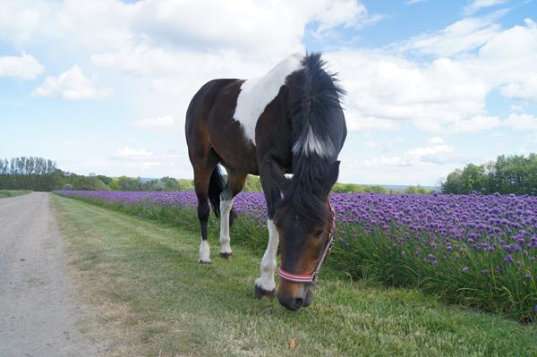 Bedste sted ved køb af hest