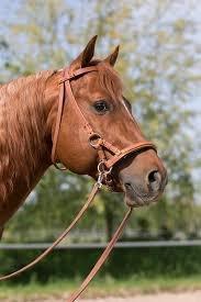 Kan hesten gabe med sidepull på?