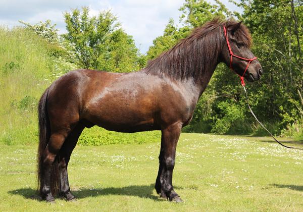 Hjælp til indfangning af hest på fold