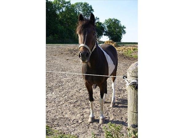 God hest for rytter m. rygproblemer 