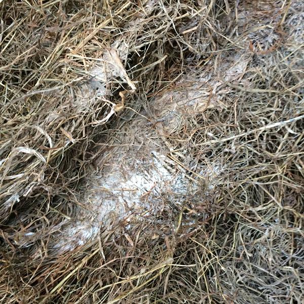 Er det dårligt? (mug/wrap)