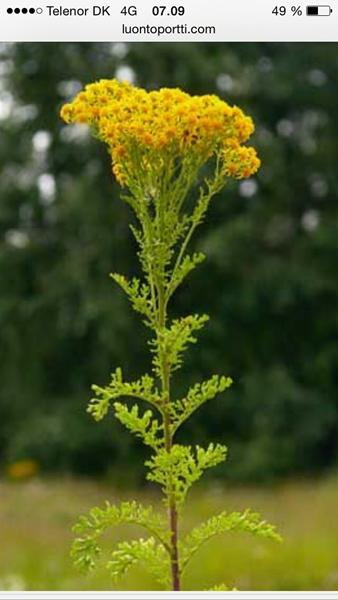 Branbæger - husk de giftige planter