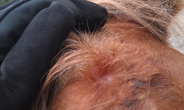 sår i pandelok .. hjælp?!