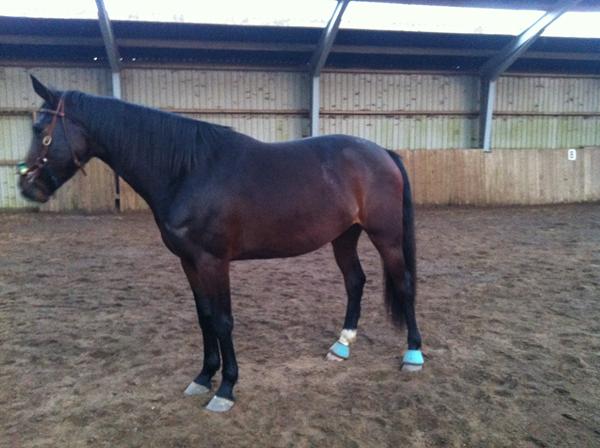 må jeg se din blanding af Oldenborg og Dansk Varmblod?