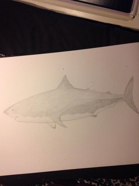 Haj tegning