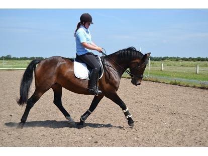 Hvordan skal en hest se ud når der kommer kunder?