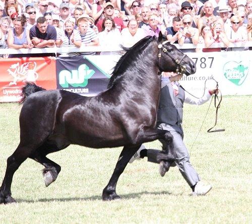 Welsh pony internationalt show 