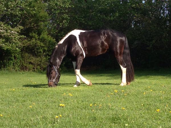 Gamacher/bandager til heste med hovskæg 