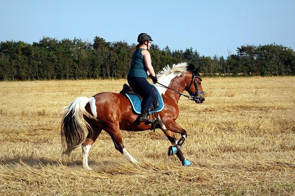 Hest og rytter - størrelse.