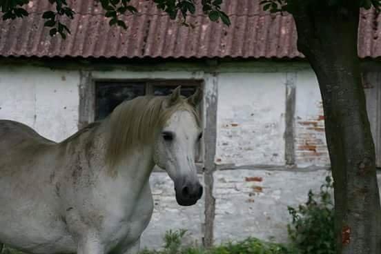 astmatisk bronkitis - træning