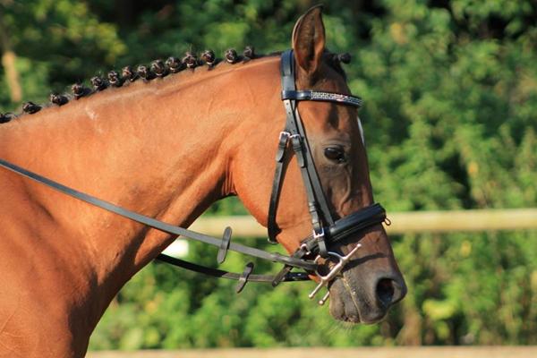 Trense til et lille fint hoved