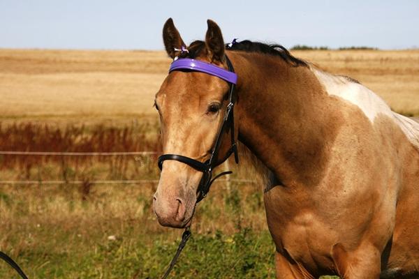 Billeder i statusbeskeder - Problem