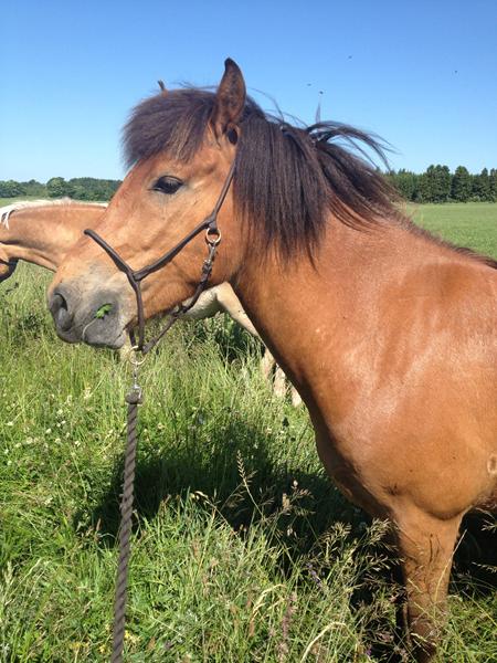 Efterlysning af Aladdins fortid