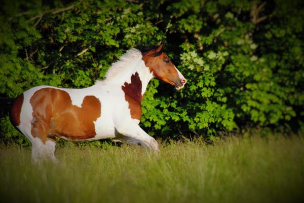 min hest har et stort ar