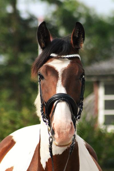 afkom af Hoelgaard's Boston?