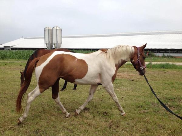 Afkom efter Plet? (Pinto Hingst)