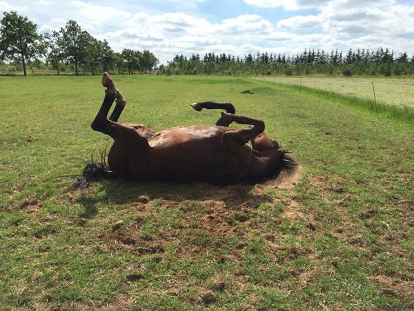 Er der vitaminer nok i horselux fiberpillets?