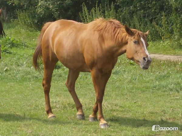 Genoptræning af gammel hest, efter 10 års pause.