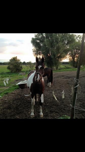 Hormonforstyrrelser hos hopper