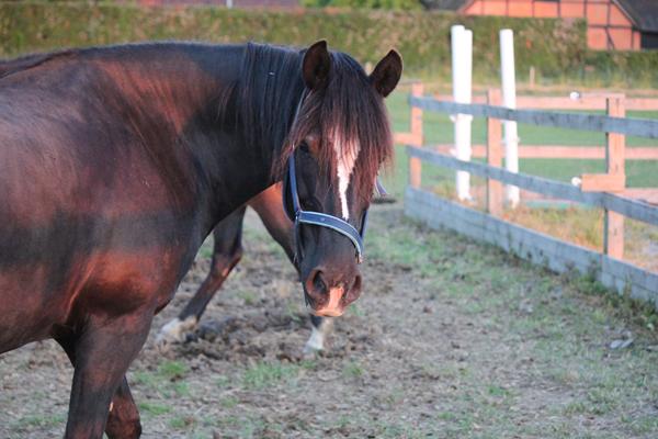 Handelsundersøgelser - kasernens dyreklinik
