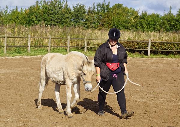 Foder til 7 mdrs Hingst