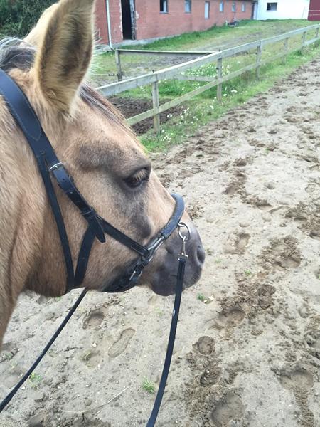 Ryttervant, hvornår undervisning?