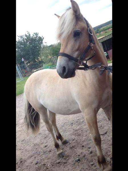 Trailer træning af plag