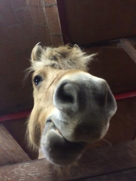 Hestecampus - hvordan var det?