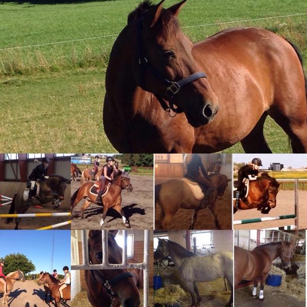 Konfi billeder på hest