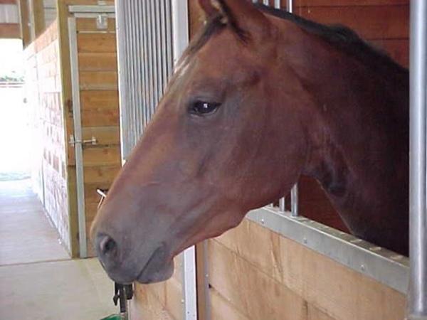 Bule/hævelse under kæben???