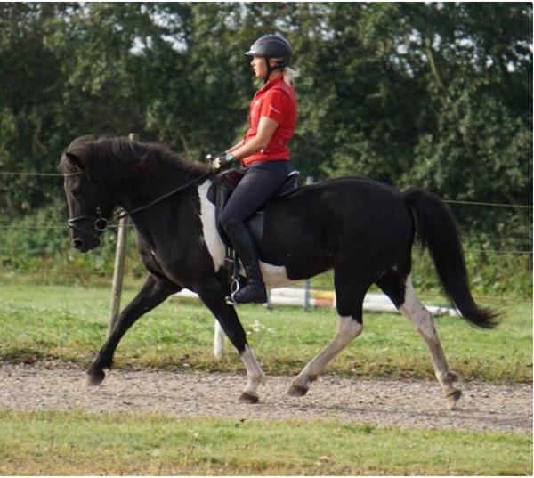 Sammenføring af ny hest og æsler