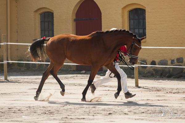 "øvelser" til sensitiv hest?