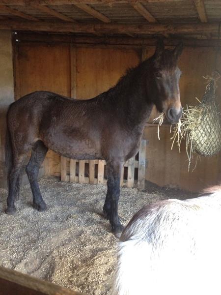 Krøllet pels af regn