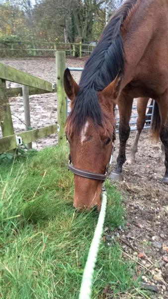 Fodring af 2 års hingst