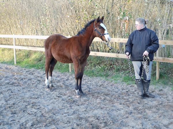 Afkom efter Nikolaj Klintgård